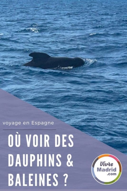 où voir les baleines en Espagne