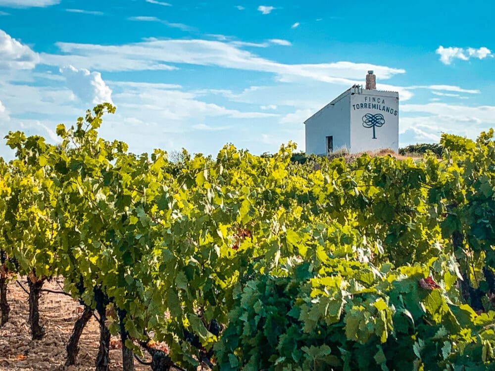 finca torremilanos